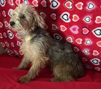 Gideon, a male Yorkipoo for sale in Wrightsville, GA – 4 of 10