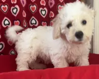 Milan, a male Bichon Frise for sale in Wrightsville, GA – 1 of 10