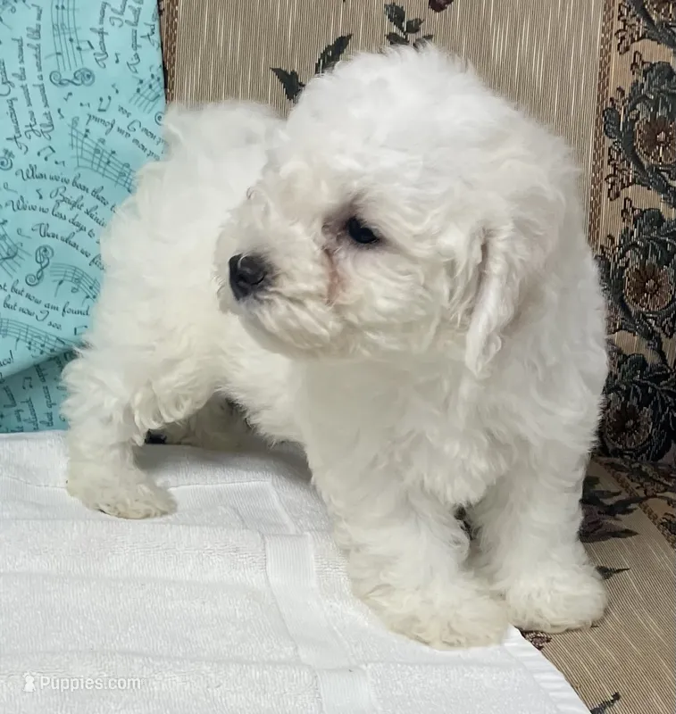 Milburn – Bichon Frise puppy for sale in Wrightsville, GA
