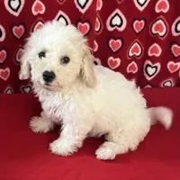 Milan, a male Bichon Frise for sale in Wrightsville, GA – 8 of 10