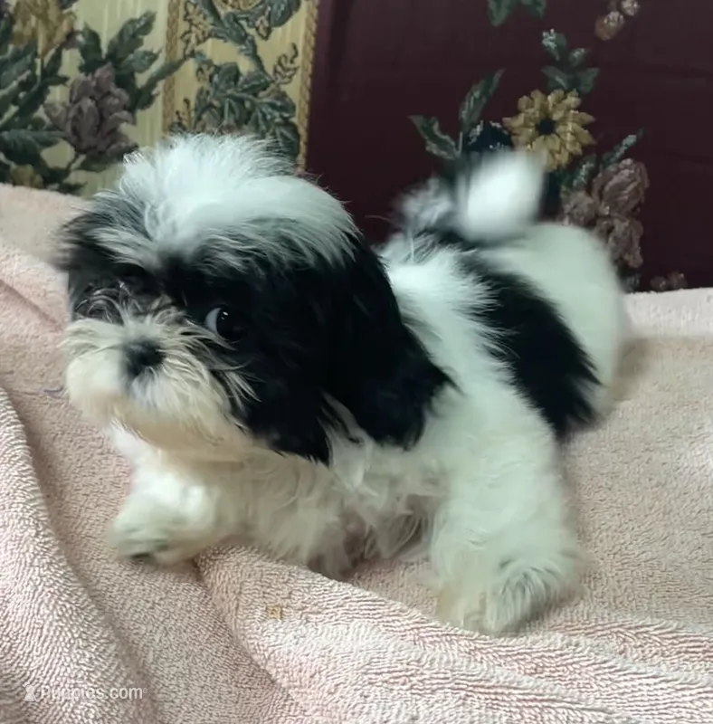 Nadia – Shih Tzu puppy for sale in Wrightsville, GA