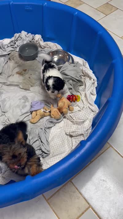 Orlena, a female Shihpoo and Shih Tzu for sale in Wrightsville, GA – 9 of 10