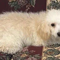 Leon, a male Poodle - Toy  for sale in Wrightsville, GA – Photo 4 of 10