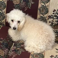 Leon, a male Poodle - Toy  for sale in Wrightsville, GA – Photo 6 of 10