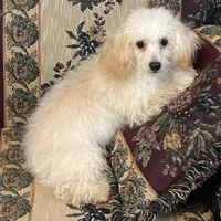 Leon, a male Poodle - Toy  for sale in Wrightsville, GA – Photo 5 of 10