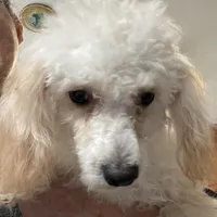 Leon, a male Poodle - Toy  for sale in Wrightsville, GA – Photo 7 of 10