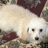 Leon, a male Poodle - Toy  for sale in Wrightsville, GA – Photo 3 of 10