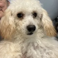 Leon, a male Poodle - Toy  for sale in Wrightsville, GA – Photo 8 of 10