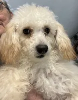 processed/39a05c3e-d350-4b4a-aad4-68ce86c8a148/listing/e1c75ed1-7267-49f9-aef8-07f66ebe8d03/895f93dc-a261-46c5-90a0-216791db460f