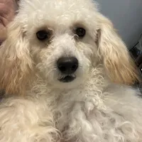 Leon, a male Poodle - Toy  for sale in Wrightsville, GA – Photo 1 of 10