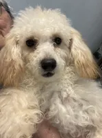 processed/39a05c3e-d350-4b4a-aad4-68ce86c8a148/listing/e1c75ed1-7267-49f9-aef8-07f66ebe8d03/afe8d8fa-0b6b-4434-b630-99d2a7a9ec92