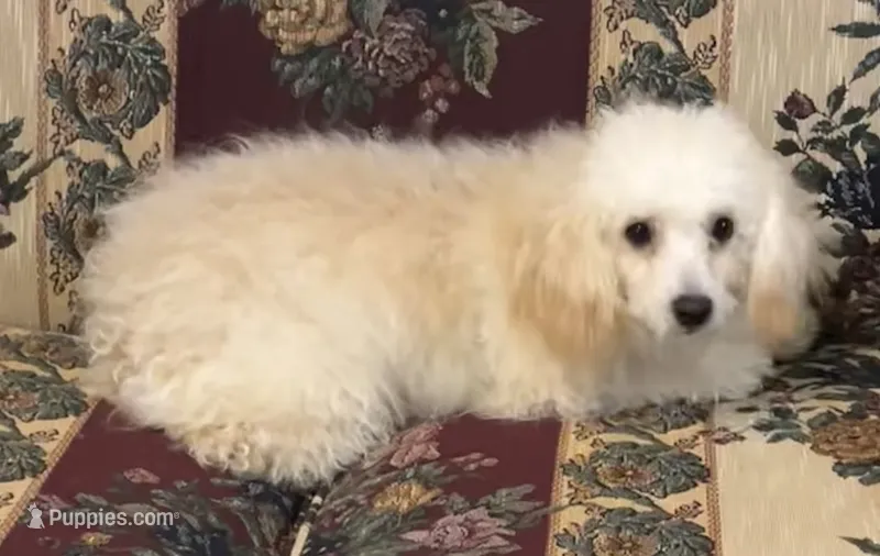 Leon – Poodle - Toy  puppy for sale in Wrightsville, GA
