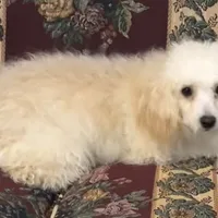 Leon, a male Poodle - Toy  for sale in Wrightsville, GA – Photo 2 of 10