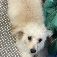 Leon, a male Poodle - Toy  for sale in Wrightsville, GA – Photo 10 of 10