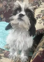 Elisha, a male Shih Tzu for sale in Wrightsville, GA – 9 of 10