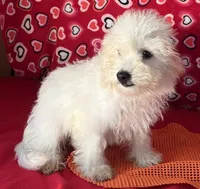 Tilton, a male Bichon Frise for sale in Wrightsville, GA – 10 of 10