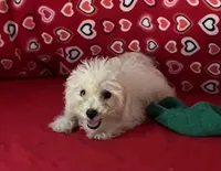 Tuan, a male Bichon Frise for sale in Wrightsville, GA – 9 of 10