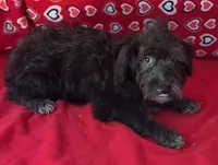 Cyrano, a male Yorkshire Terrier and Poodle - Toy  for sale in Wrightsville, GA – 2 of 10