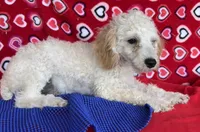 Mimi, a male Poodle - Toy  for sale in Wrightsville, GA – 5 of 10