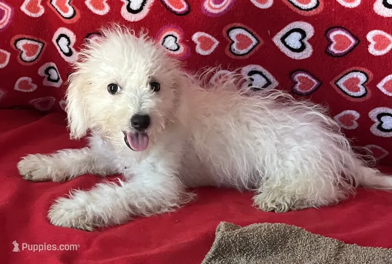 Tamaka – Bichon Frise puppy for sale in Wrightsville, GA