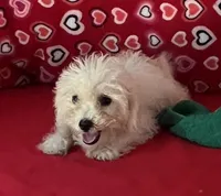 Tuan, a male Bichon Frise for sale in Wrightsville, GA – 7 of 10