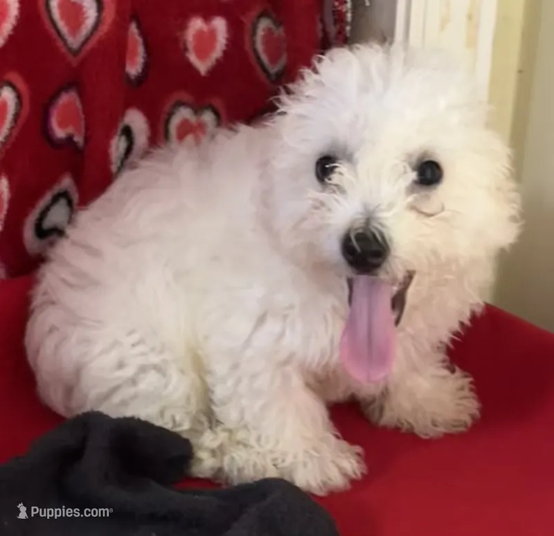 Delwin – Bichon Frise puppy for sale in Wrightsville, GA