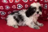 Elisha, a male Shih Tzu for sale in Wrightsville, GA – 7 of 10