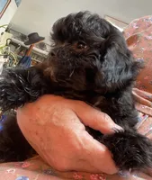Ovidio, a male Shihpoo and Shih Tzu for sale in Wrightsville, GA – 6 of 10