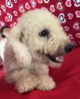 Cyprus, a male Bichon Frise for sale in Wrightsville, GA – 9 of 10