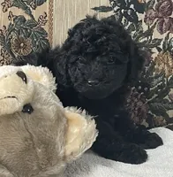 Mingo, a male Poodle - Toy  for sale in Wrightsville, GA – 5 of 10