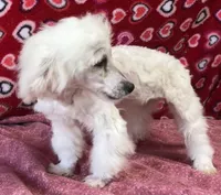 Debra, a female Bichon Frise for sale in Wrightsville, GA – Photo 2 of 10
