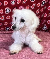 Debra, a female Bichon Frise for sale in Wrightsville, GA – Photo 4 of 10