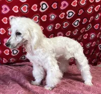 Debra, a female Bichon Frise for sale in Wrightsville, GA – Photo 8 of 10