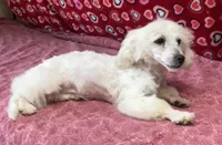 Debra, a female Bichon Frise for sale in Wrightsville, GA – Photo 7 of 10