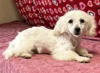 Debra, a female Bichon Frise for sale in Wrightsville, GA – Photo 3 of 10