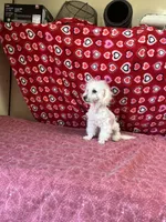 Debra, a female Bichon Frise for sale in Wrightsville, GA – Photo 10 of 10