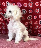 Debra, a female Bichon Frise for sale in Wrightsville, GA – Photo 5 of 10