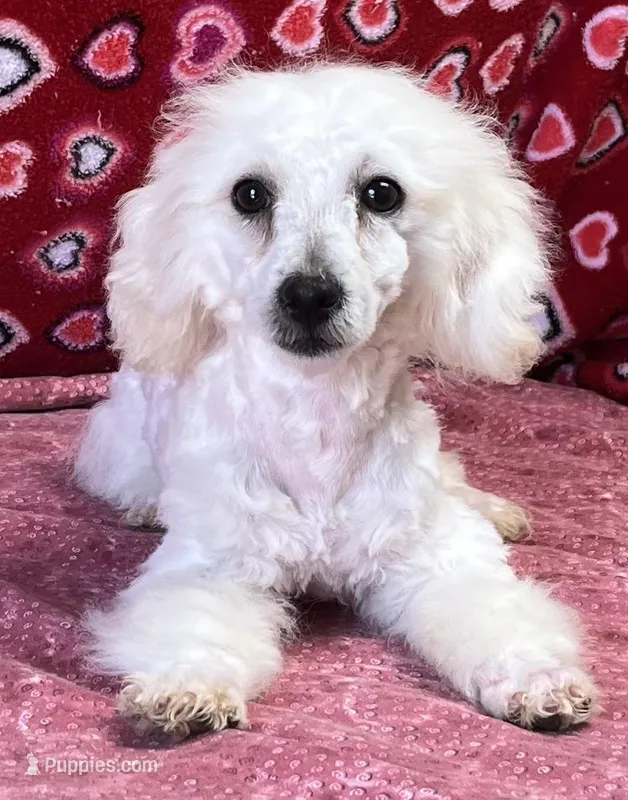 Debra – Bichon Frise puppy for sale in Wrightsville, GA