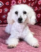Debra, a female Bichon Frise for sale in Wrightsville, GA – Photo 1 of 10