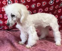 Debra, a female Bichon Frise for sale in Wrightsville, GA – Photo 6 of 10