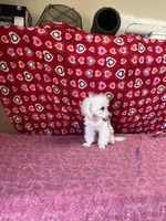 Debra, a female Bichon Frise for sale in Wrightsville, GA – Photo 9 of 10