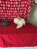 Tuan, a male Bichon Frise for sale in Wrightsville, GA – 6 of 8