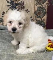 Dawson, a male Bichon Frise for sale in Wrightsville, GA – 2 of 10