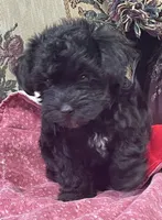 Corlyn, a female Yorkshire Terrier and Poodle - Toy  for sale in Wrightsville, GA – 2 of 10