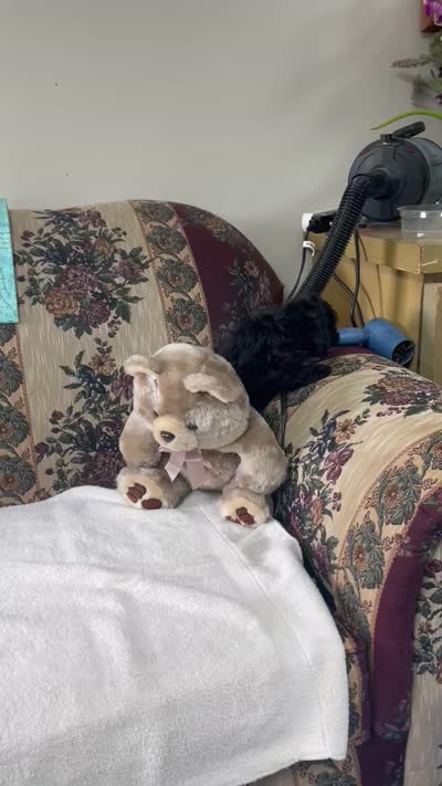 Mingo, a male Poodle - Toy  for sale in Wrightsville, GA – 10 of 10