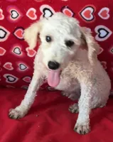 Mimi, a male Poodle - Toy  for sale in Wrightsville, GA – 6 of 10