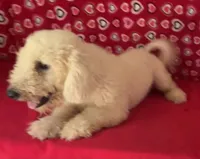 Cyprus, a male Bichon Frise for sale in Wrightsville, GA – 8 of 10