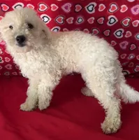Princess , a female Bichon Frise for sale in Wrightsville, GA – 4 of 9