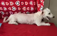 Milan, a male Bichon Frise for sale in Wrightsville, GA – 5 of 8