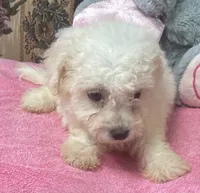 Tania, a female Bichon Frise for sale in Wrightsville, GA – 3 of 10